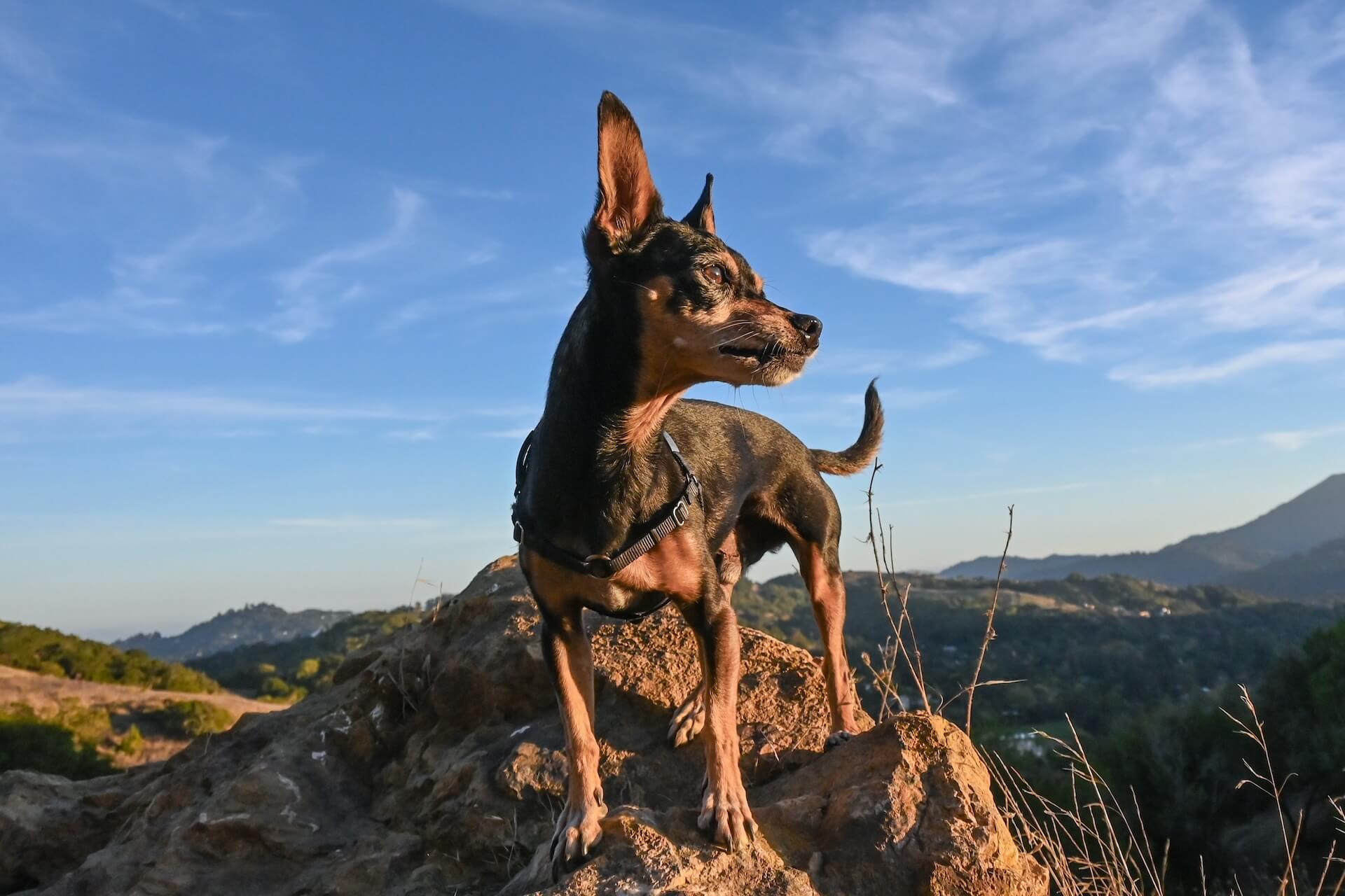 mini pincher standing on a mountain