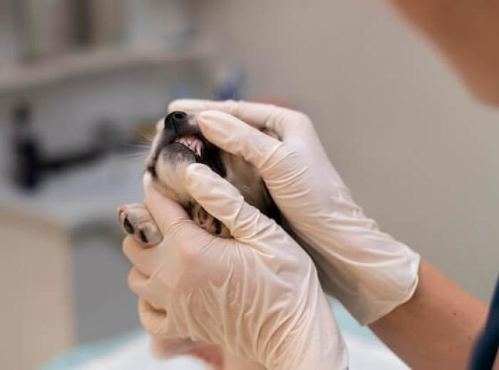 Understanding Dental Cleaning for Pets: Benefits and Process