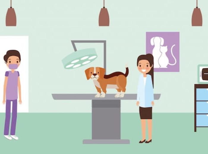 What to Expect from Pet Ultrasound Exams in Camarillo